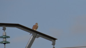 Falco tinnunculus