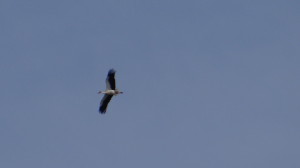 Ciconia ciconia