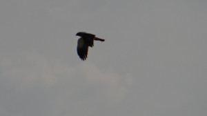 Aquila pennata