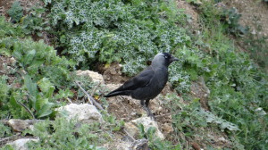 Corvus monedula