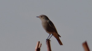 Phoenicurus ochruros
