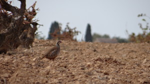 Alectoris rufa