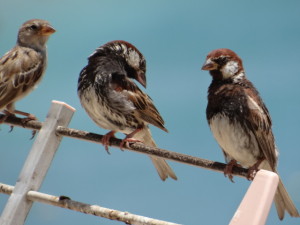 Passer hispaniolensis hispaniolensis