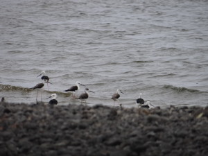 Himantopus himantopus