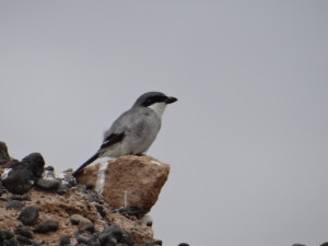 Lanius meridionalis