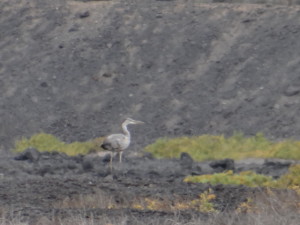 Ardea cinerea