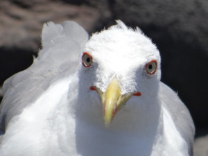 Larus cachinnans atlantis