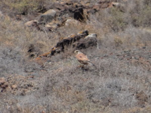 Falco tinnunculus