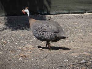 Numida meleagris