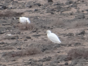 Egretta garzetta