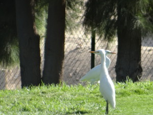 Bubulcus ibis