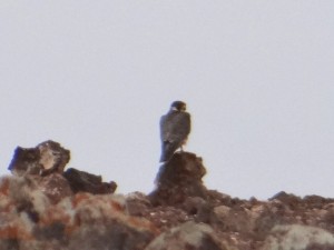 Falco pelegrinoides pelenigroides