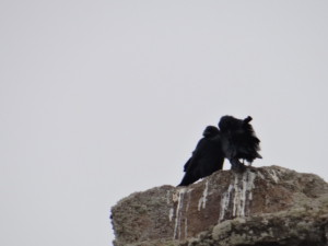 Corvus corax tingitanus