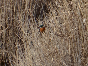 Alcedo atthis