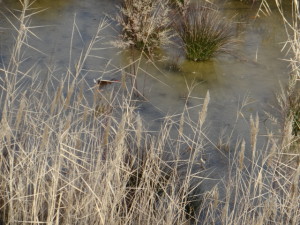 Rallus aquaticus