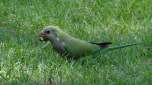 cotorra argentina