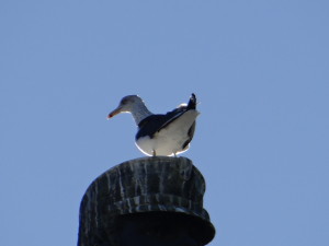gaviota sombría