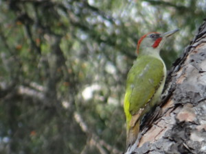 picus viridis 