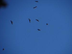 milvus milvus
