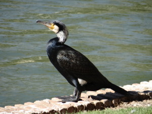 cormorán grande