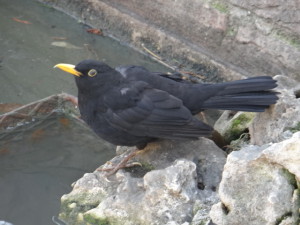turdus merula