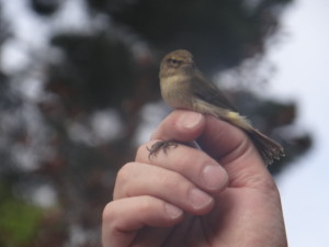 mosquitero papialbo