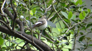 papamoscas cerrojillo
