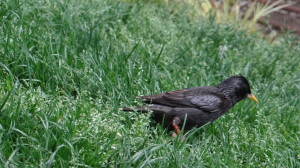 estornino negro