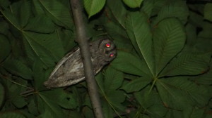 otus scops