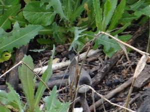 Curruca Mirlona