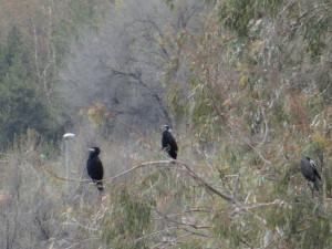 Cormorán grande