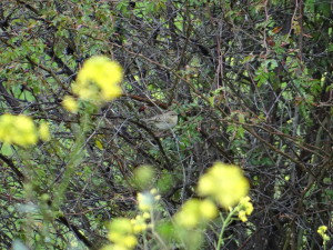 Curruca mosquitera