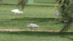 Garcilla bueyera