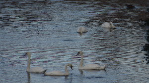 Cisne vulgar
