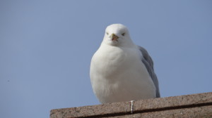 Gaviota argéntea