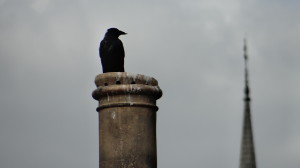 Corneja negra