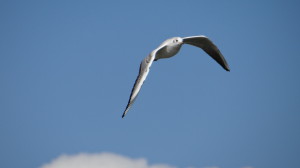 Gaviota reidora