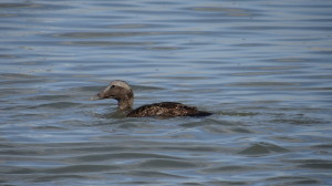 Eider común